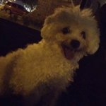 Vorkatk avatar