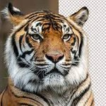 xojeme7745 avatar