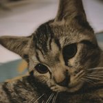 Govy avatar