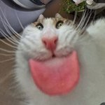 MellowCold