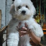 [PH]Bemzu avatar