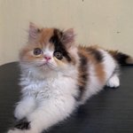 Zrashin avatar